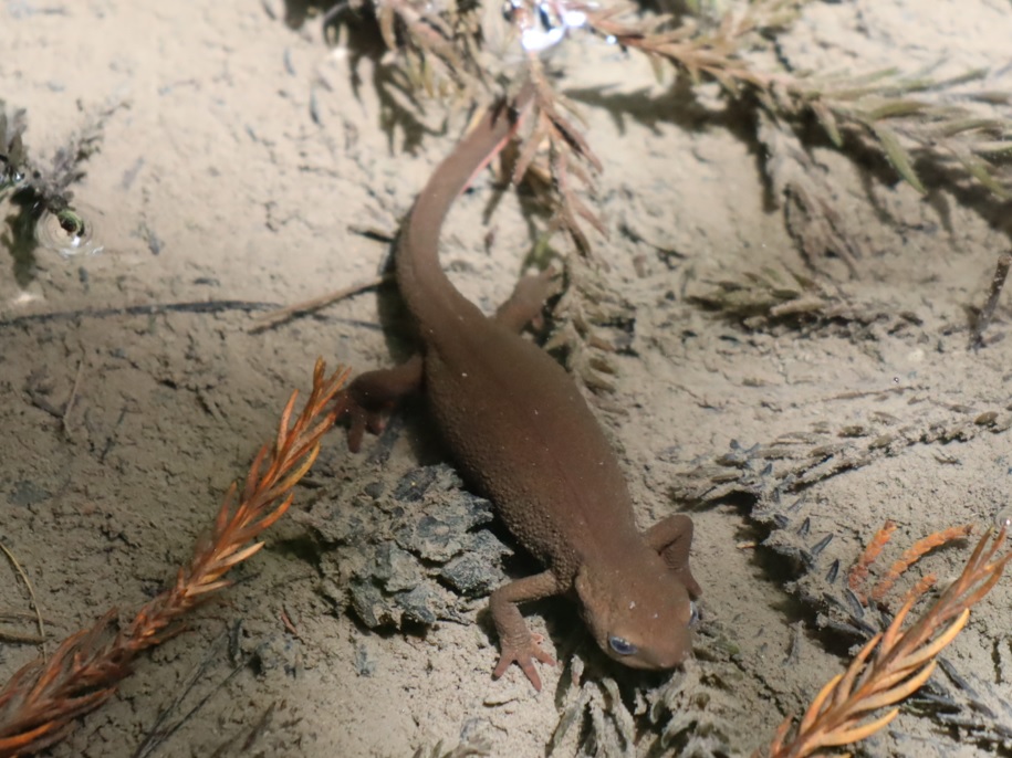 里山 H 山際の水溜まり_太ったイモリ _2022年4月27 12時頃_気温25度